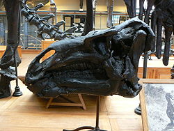 Iguanodon bernissartensis skull.JPG