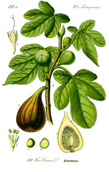 Ficus carica