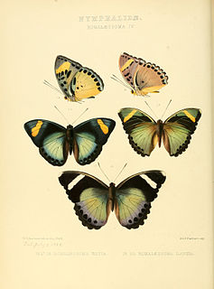 <i>Euphaedra</i> Genus of brush-footed butterflies