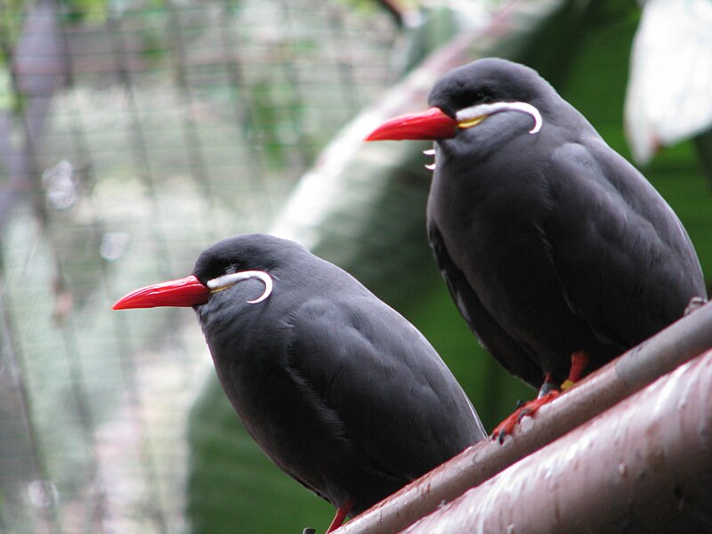 File:Inca Terns.jpg