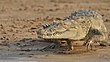 Indian Mugger Crocodile (National Chambal Sanctuary).jpg