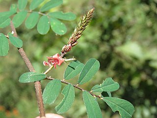 <i>Indigofera hendecaphylla</i> Species of plant in the genus Indigofera