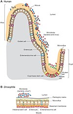 Thumbnail for File:Intestinal epithelial cells.jpg