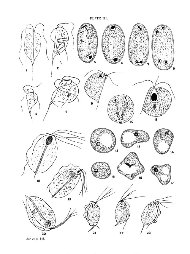 Description de l'image Intestinal protozoa. Wellcome M0013015.jpg.