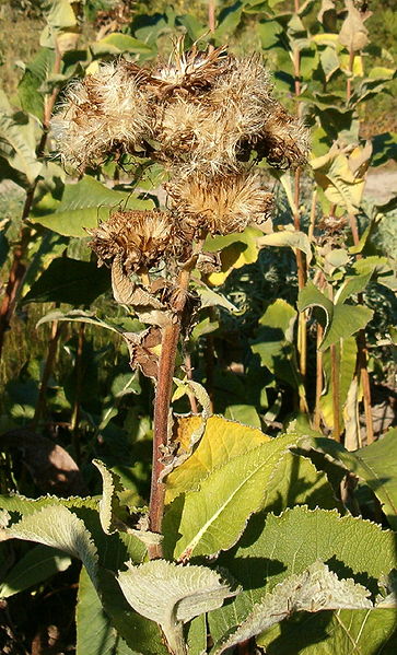 File:Inula helenium HabitusFruits BotGardBln0906.jpg