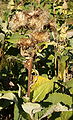 Inula helenium fruits