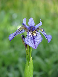 <i>Iris delavayi</i> Species of flowering plant