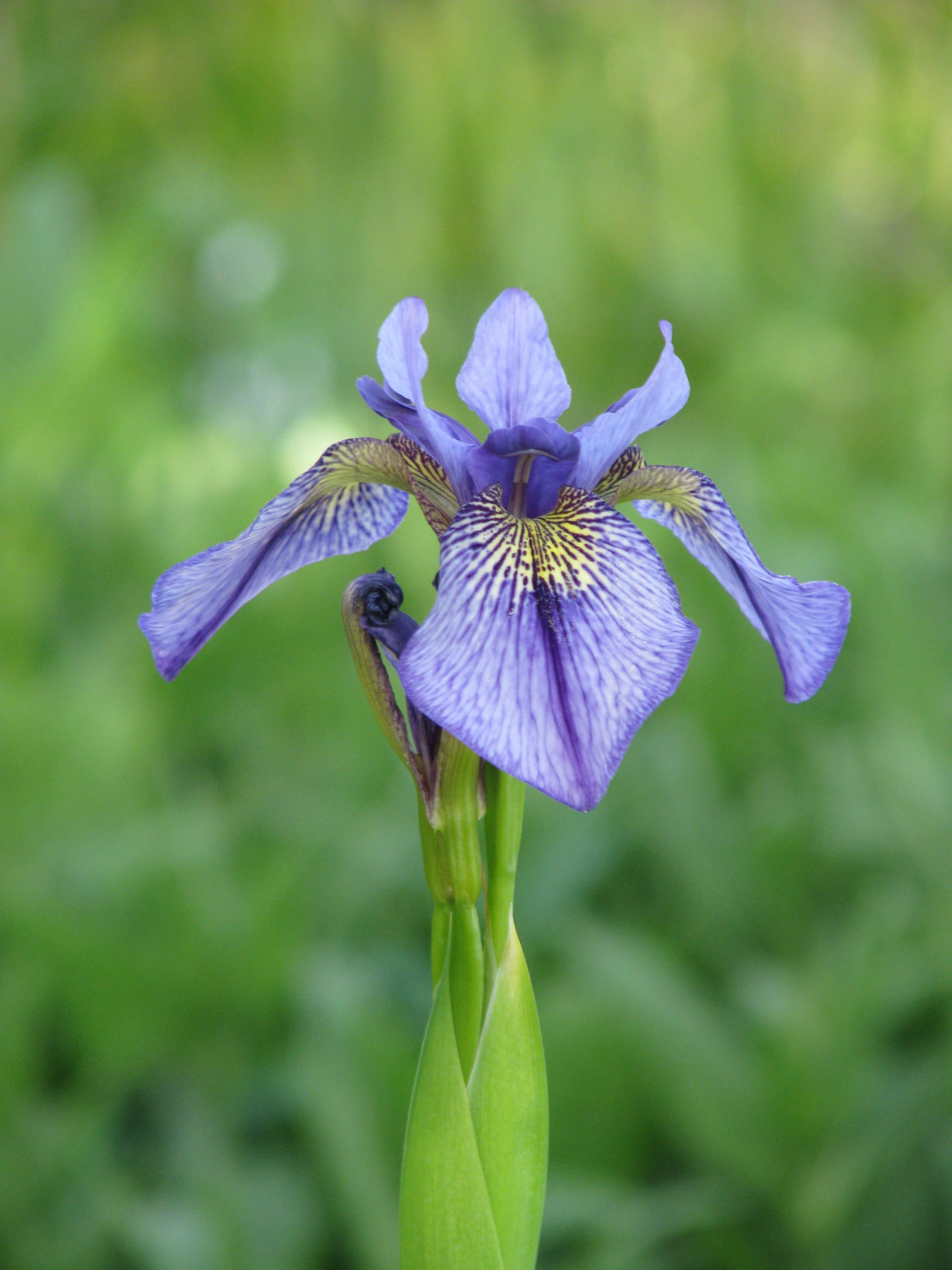 Iris aff. delavayi (14335711315).jpg