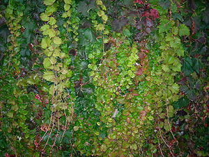 Ivy on a wall