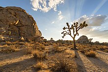 JOSHUA TREE NATIONAL PARK (15112433079).jpg