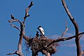 Jaburu family build nest Pantanal 12aug11.jpg