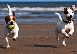 Thumbnail for File:Jack Russell Terriers Lola &amp; Eddi.JPG