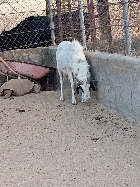 File:Jacob Sheep at GSU Zoological Garden, Gombe, Gombe State.jpg