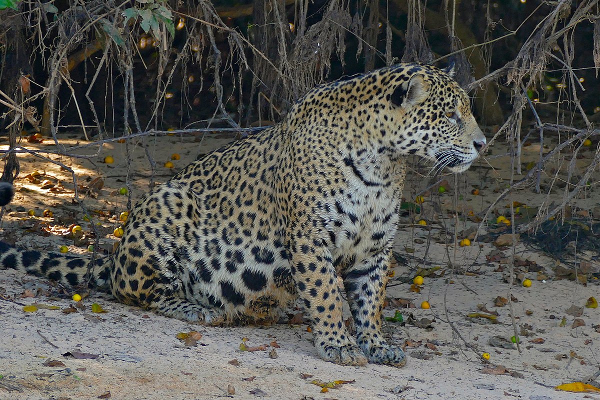 Калаш Panthera onca