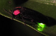 Bioluminescence of Luciola lateralis. Japanese Firefly heikebotaru Luciola lateralis.jpg