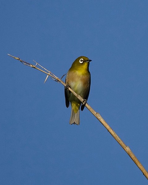 File:Japanese White-eye (37328530804).jpg