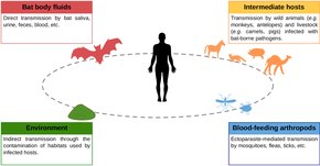 Possible transmission routes of bat-borne pathogens to humans Journal.ppat.1007134.g001.tif