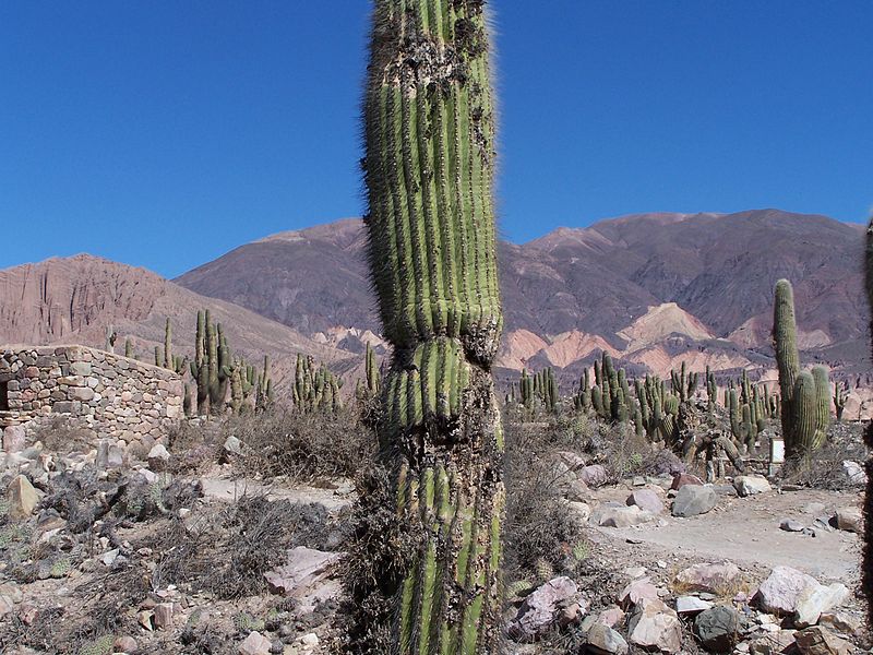 File:JujuyCacti.jpg