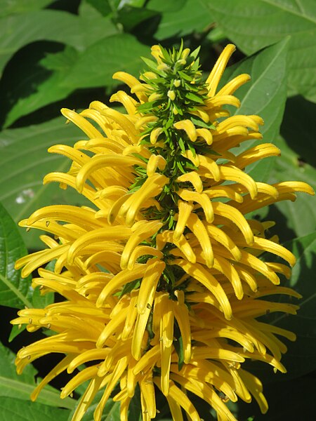 File:Justicia umbrosa - Brazilian plume - Yellow jacobinia - Justicia aurea at Wayanad 2019 (5).jpg