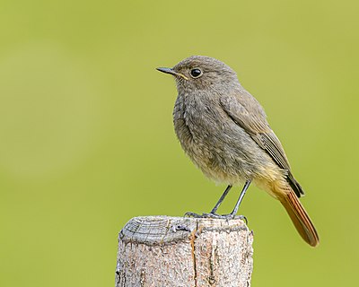 A juvenile black redstart (Phoenicurus ochruros) perched on a post