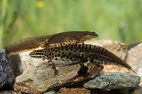 Beschrijving van de afbeelding K.Kalaentzis - Lissotriton graecus.jpg.