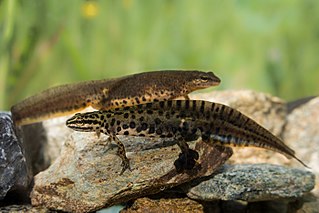 Greek smooth newt