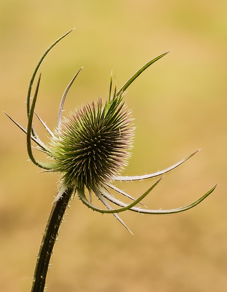 File:Kaardebol (Dipsacus). 09-07-2022 (actm.) 03.jpg