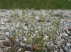 Kaelus-litterhein Thlaspi perfoliatum