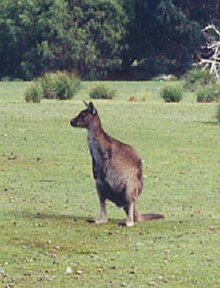 Datei:Kangaroo_Island-kangaroo.jpg