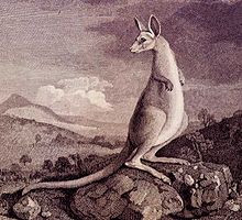 This kangaroo was seen at Endeavour River on 23 June 1770, painted by Sydney Parkinson Kangourou Sydney Parkinson.jpg