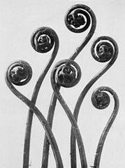 Adiantum pedatum par Karl Blossfeldt, 1928