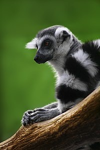 Lemur catta je wjelika połnałpa ze swójźby Lemuridaea