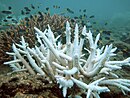 Обесцвеченный коралл