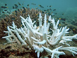 Vita koraller i förgrund med levande, färgade, koraller i bakgrunden och fiskar som simmar runt omkring