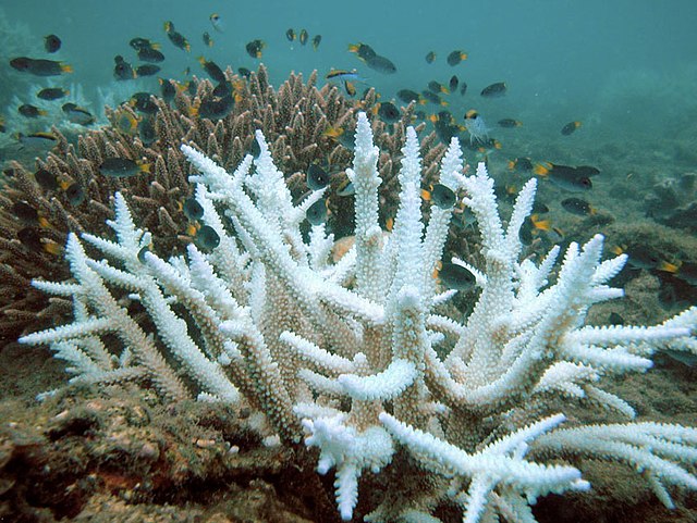 Bleached branching coral (foreground) and normal branching coral (background). Keppel Islands, Great Barrier Reef.