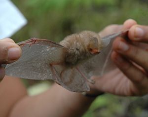 Clear-winged woolly bat (Kerivoula pellucida)