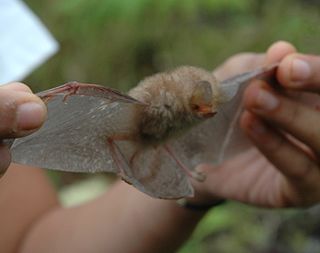 The clear-winged woolly bat is a species of vesper bat in the family Vespertilionidae. 
It is found in Brunei, Indonesia, Malaysia, and the Philippines. Members of this species are relatively small, typically weighing about 4.5g and mainly forages in the understory of tropical forests. This species also presents a unique variant of echolocation that is a higher intensity and lower frequency than most other kerivoula calls. The sort range calls are distinguishable from the long range orientational echolocation calls by peak frequency and duration.