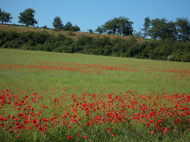 File:Klatschmohn 000 1710.jpg