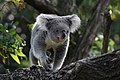 Gehender Koala im Zoo Duisburg