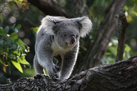 Koala in Zoo Duisburg