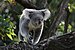 Koala in Zoo Duisburg.jpg