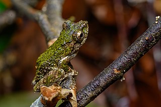 <i>Kurixalus bisacculus</i> Species of amphibian