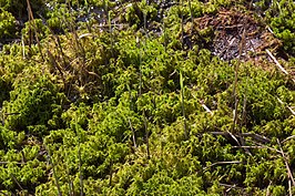 Veenmosrietland met Sphagnum sp.