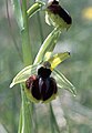 Causse du Larzac: Ophrys araneola