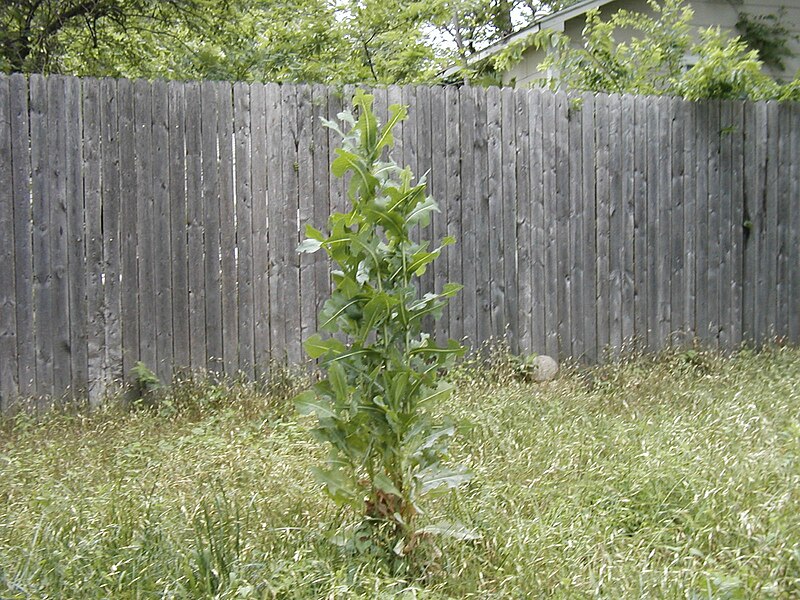 File:Lactuca serriola clump.jpg