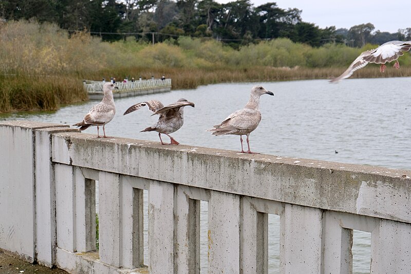 File:Lake Merced Park - March 2018 (2923).jpg