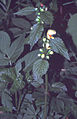 Berg-Goldnessel (Lamium montanum)