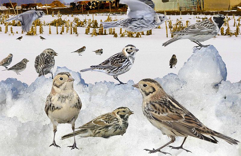 File:Lapland Bunting from the Crossley ID Guide Britain and Ireland.jpg