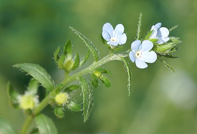 ყვავილები