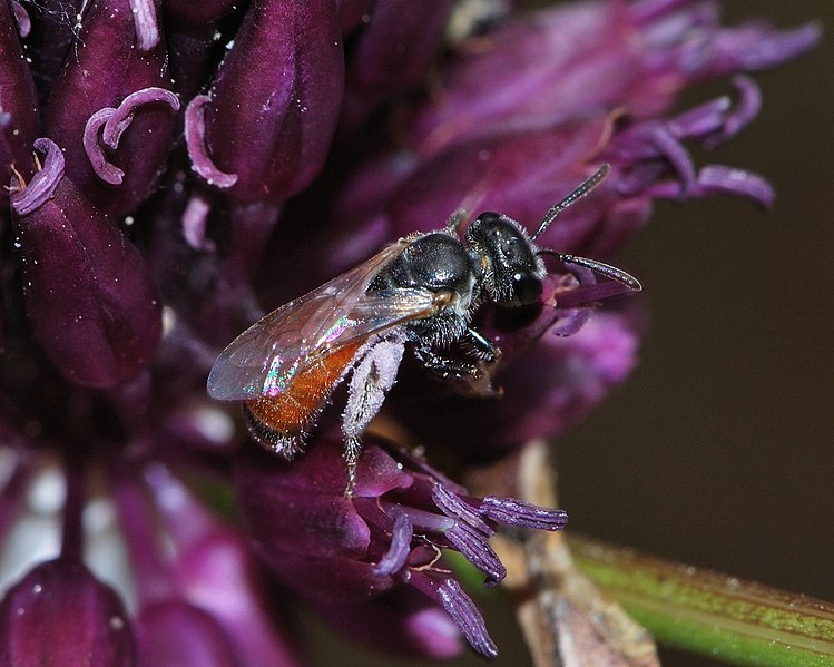 File:Lasioglossum pseudosphecodimorphum female 1.jpg